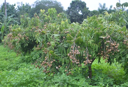Cây Nhãn Hương Chi choai - Giống cây công nghiệp